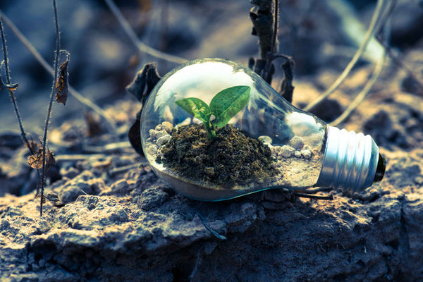 Green Intelligence: Planting Trees with Smart Lighting Technology